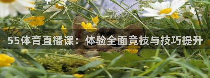 55体育直播课：体验全面竞技与技巧提升